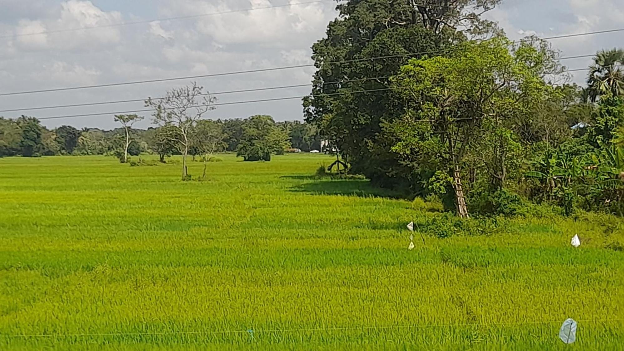 Wild View Stay Habarana Luaran gambar