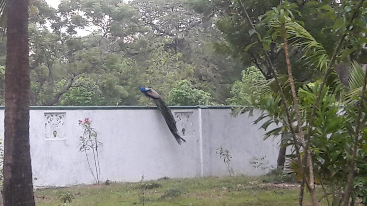 Wild View Stay Habarana Luaran gambar
